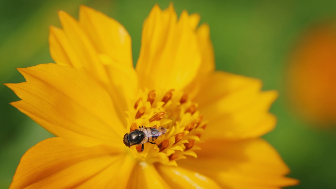 近景:蜜蜂在黄色的花朵上收集花粉。视频下载