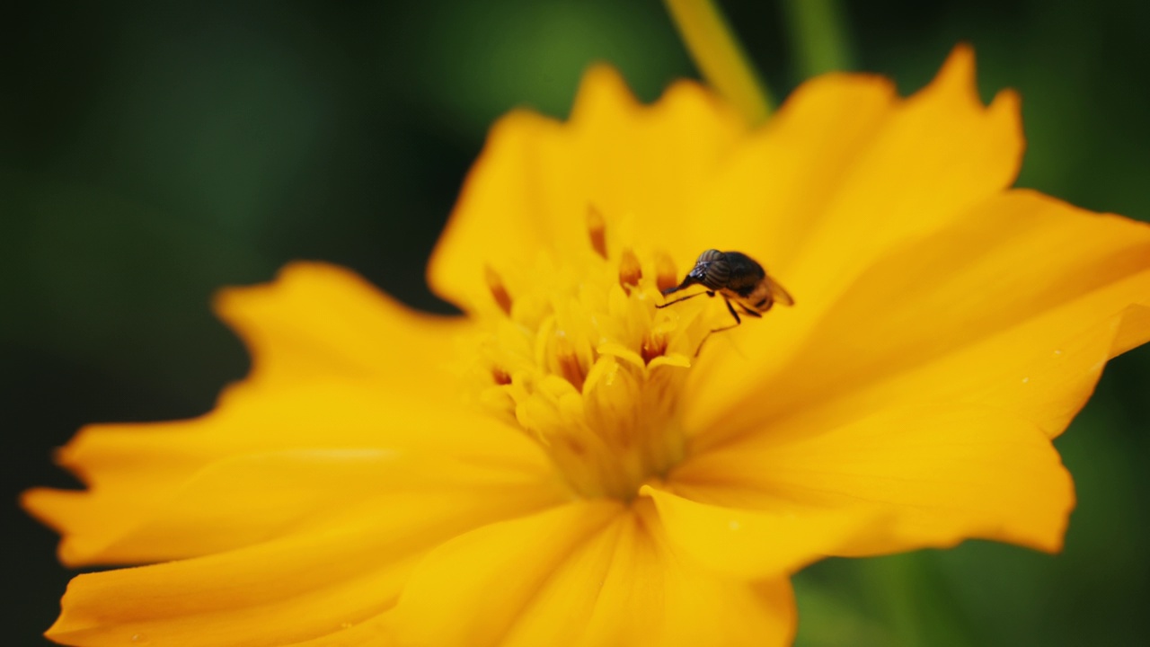 近景:蜜蜂在黄色的花朵上收集花粉。视频下载
