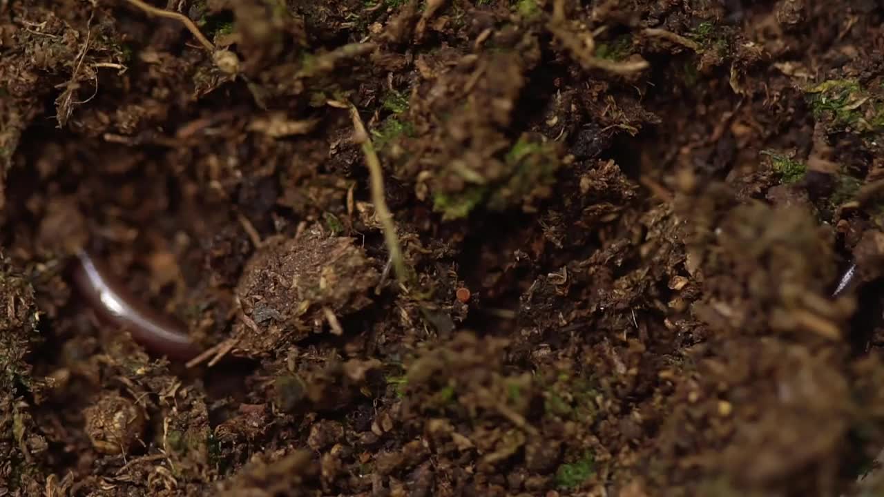 地面上常见的盲蛇。盲蛇非常小。世界上罕见的蛇。婆罗门瞎眼蛇在沙上。视频下载