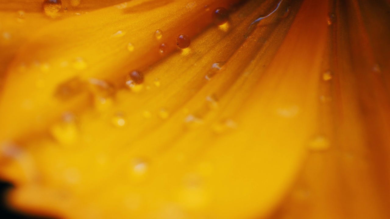 黄花属植物的花粉与雨滴。视频下载