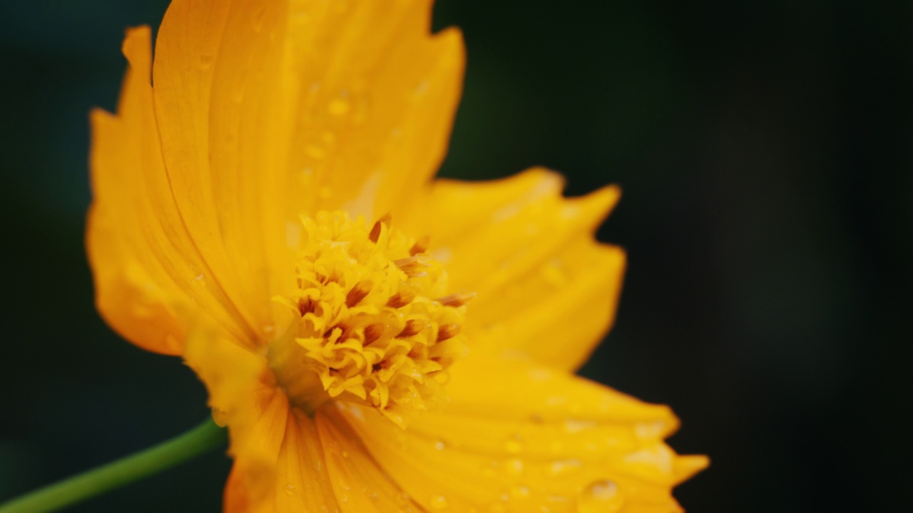 黄花属植物的花粉与雨滴。视频下载