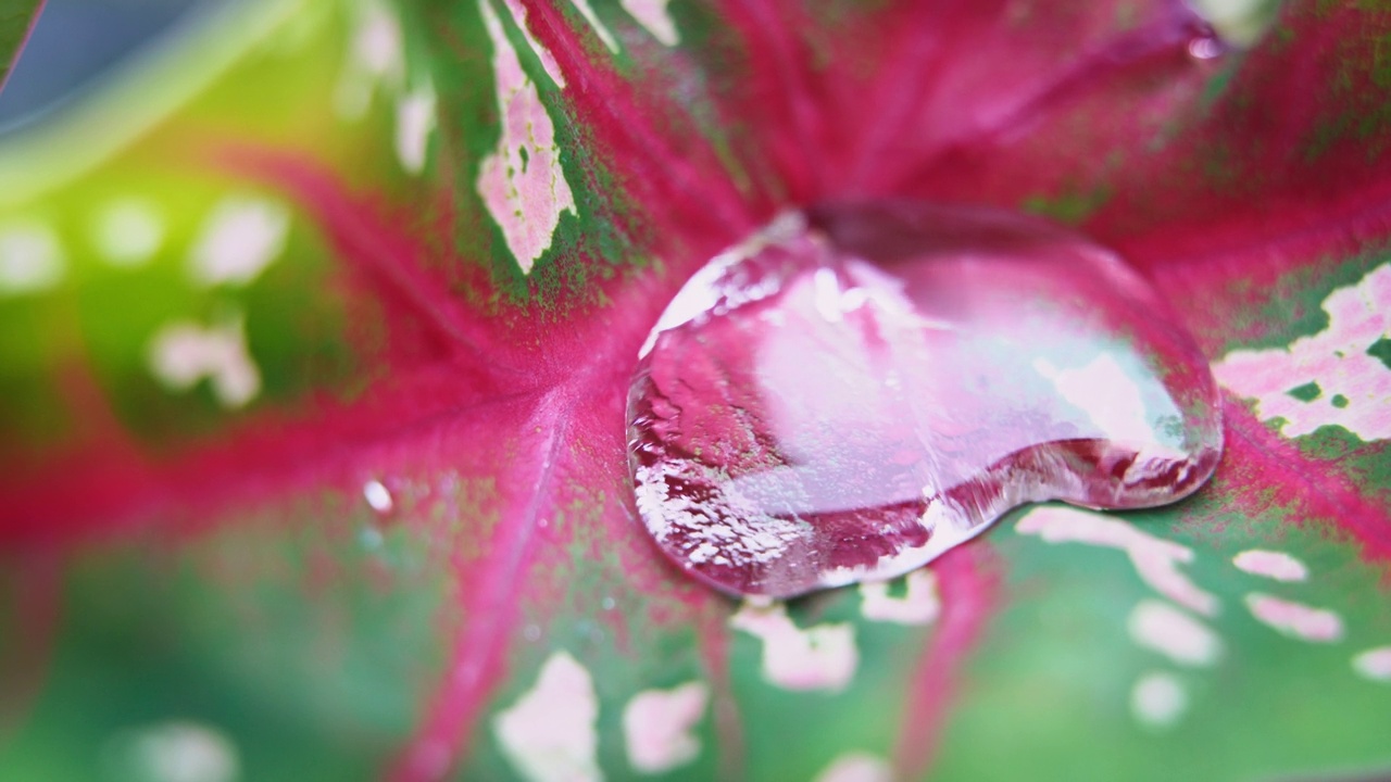 近距离拍摄雨点落在草甸的花草上。视频素材