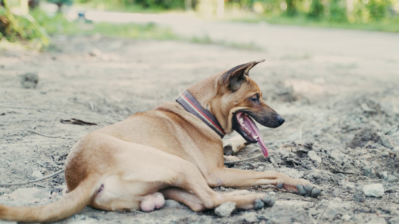 泰国棕色背犬，长舌头。视频下载