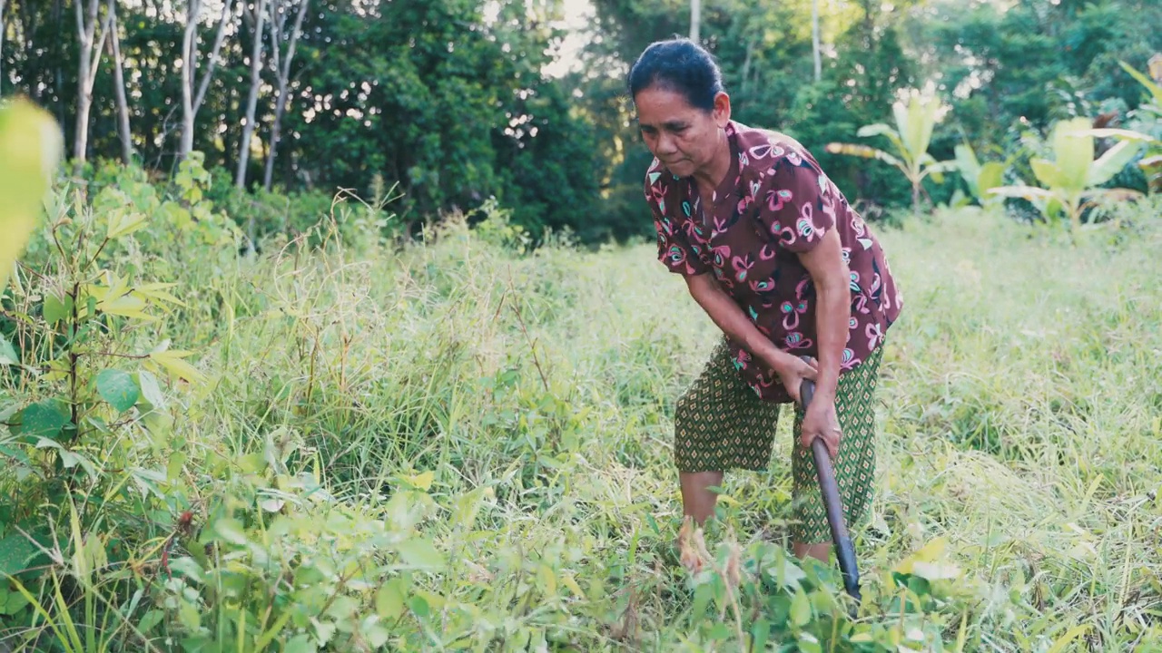 亚洲老女工割草清理区域。视频下载