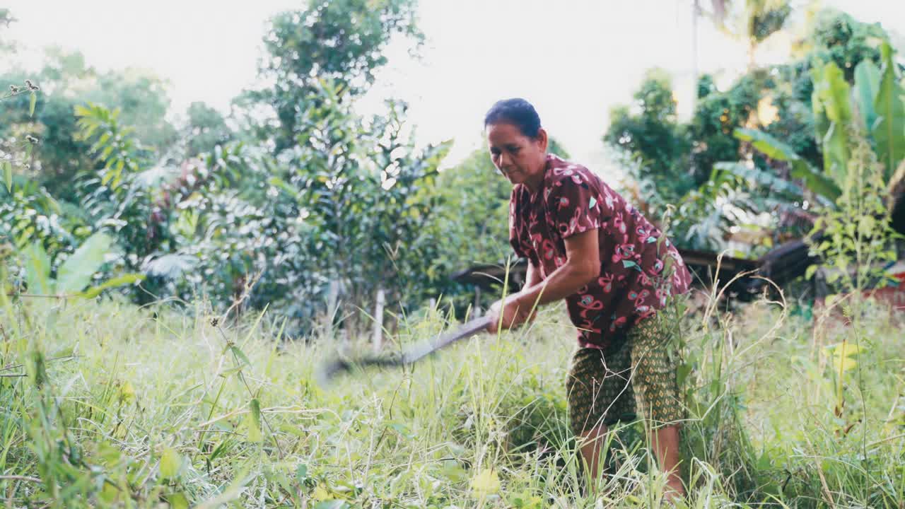 亚洲老女工割草清理区域。视频下载