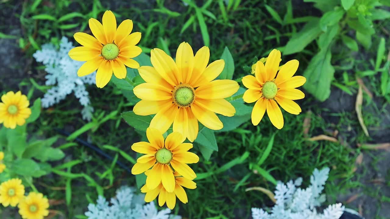 黄色雏菊花在花园里的俯视图视频素材