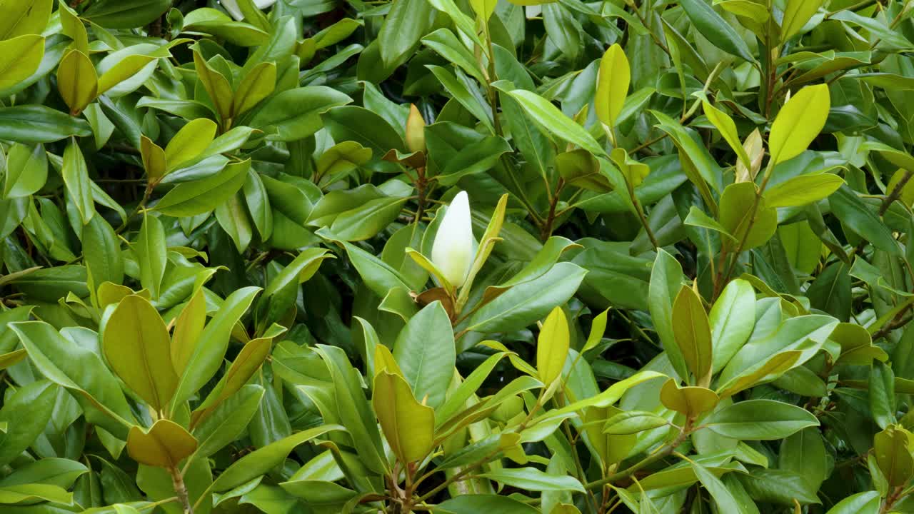 广玉兰(Magnolia grandflora，南木兰)白色花蕾视频素材