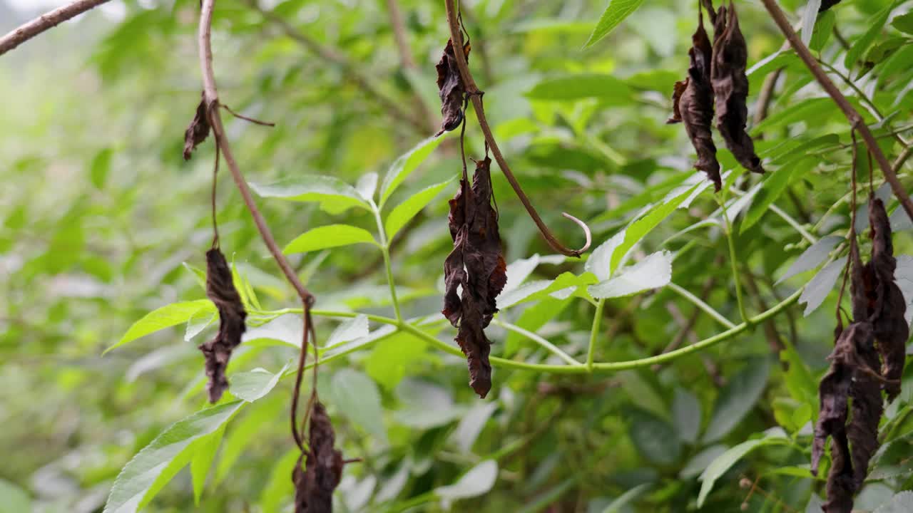 在绿色的森林树叶中枯萎干燥垂死的棕色叶子视频素材