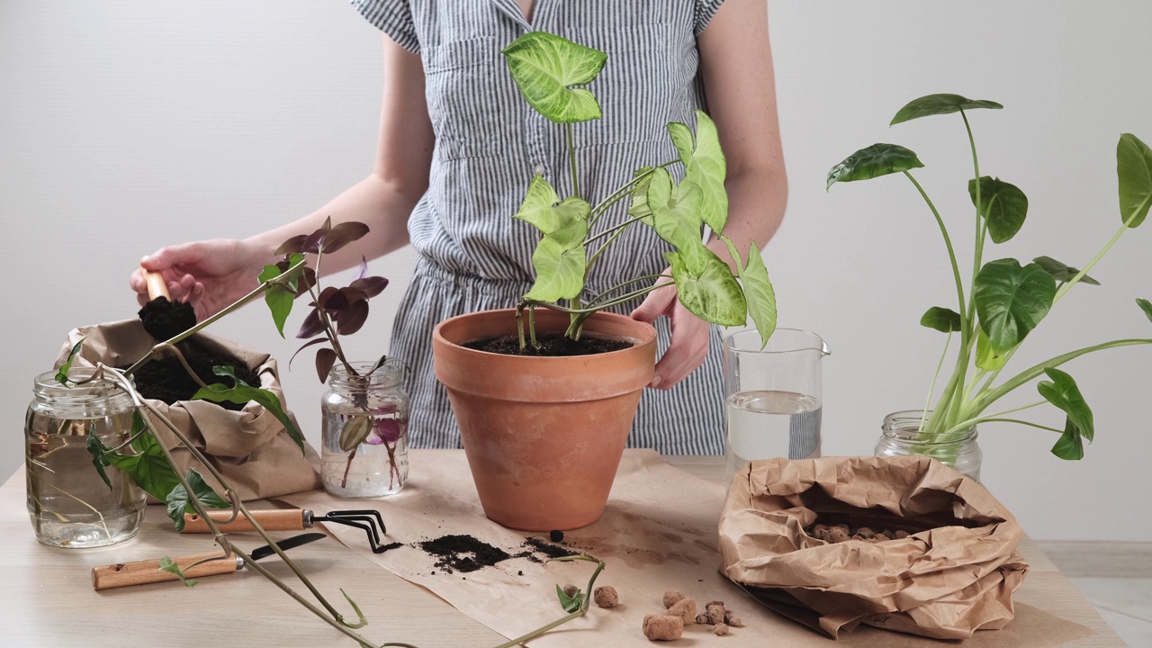 一名女园丁正在用手重新种植家中的合家欢。将室内植物移植到一个新的花盆中。家庭丛林和园艺的概念。照顾好家里的植物。在家里种植室内植物。视频素材