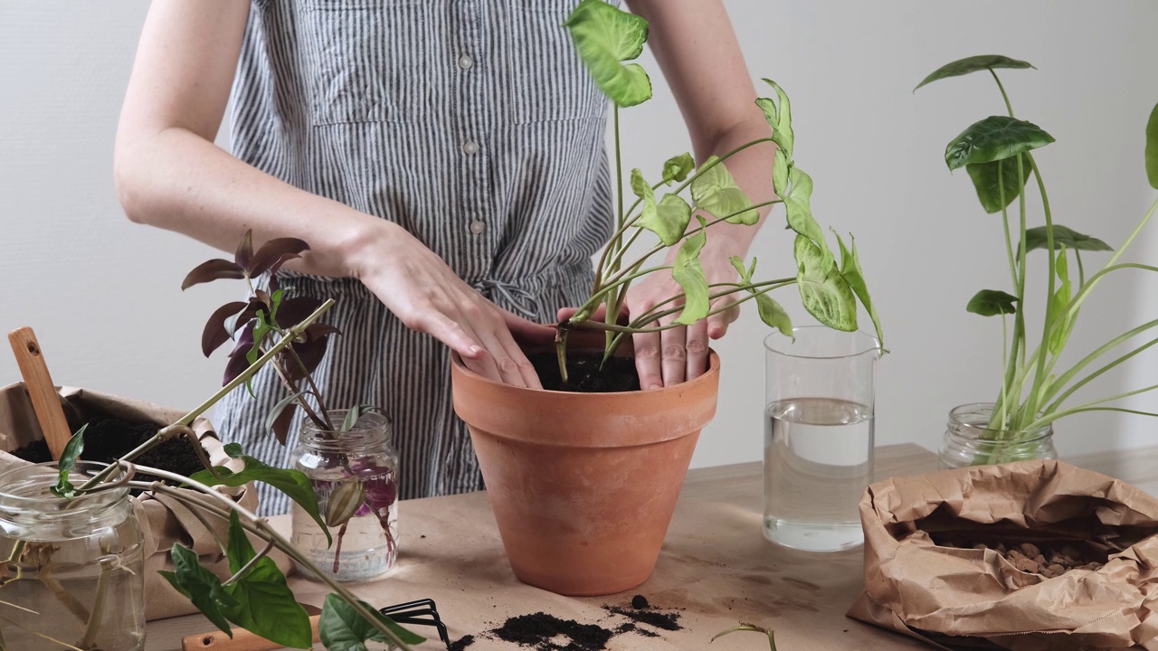 一名女园丁正在用手重新种植家中的合家欢。将室内植物移植到一个新的花盆中。家庭丛林和园艺的概念。照顾好家里的植物。在家里种植室内植物。视频下载