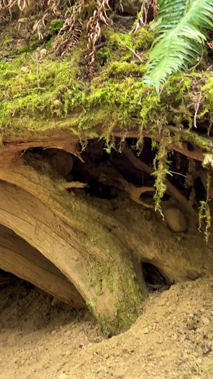 英国河上瀑布的美丽景色，周围是长满苔藓的岩石和郁郁葱葱的森林树木，英国河瀑布公园Parksville Qualicum加拿大温哥华岛视频素材