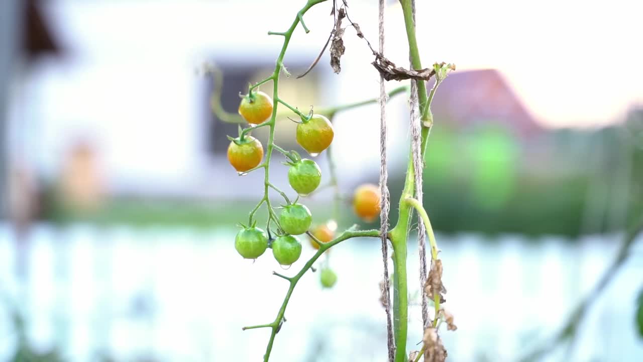 绿色的圣女果生长在家里的花园里，在模糊的背景上特写视频素材