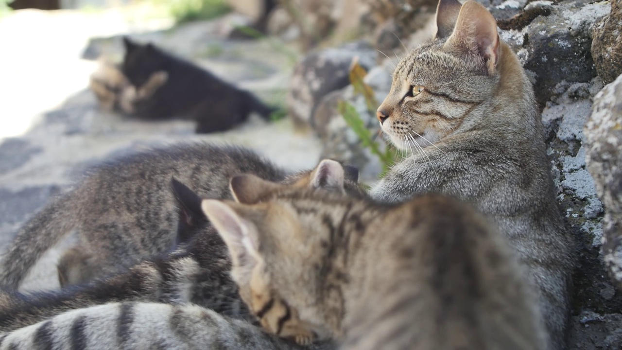 孟加拉小猫和猫妈妈的肖像，可爱的孩子躺在户外的阴凉处晒太阳。一只孟加拉家猫用牛奶喂小猫的特写。宠物视频素材