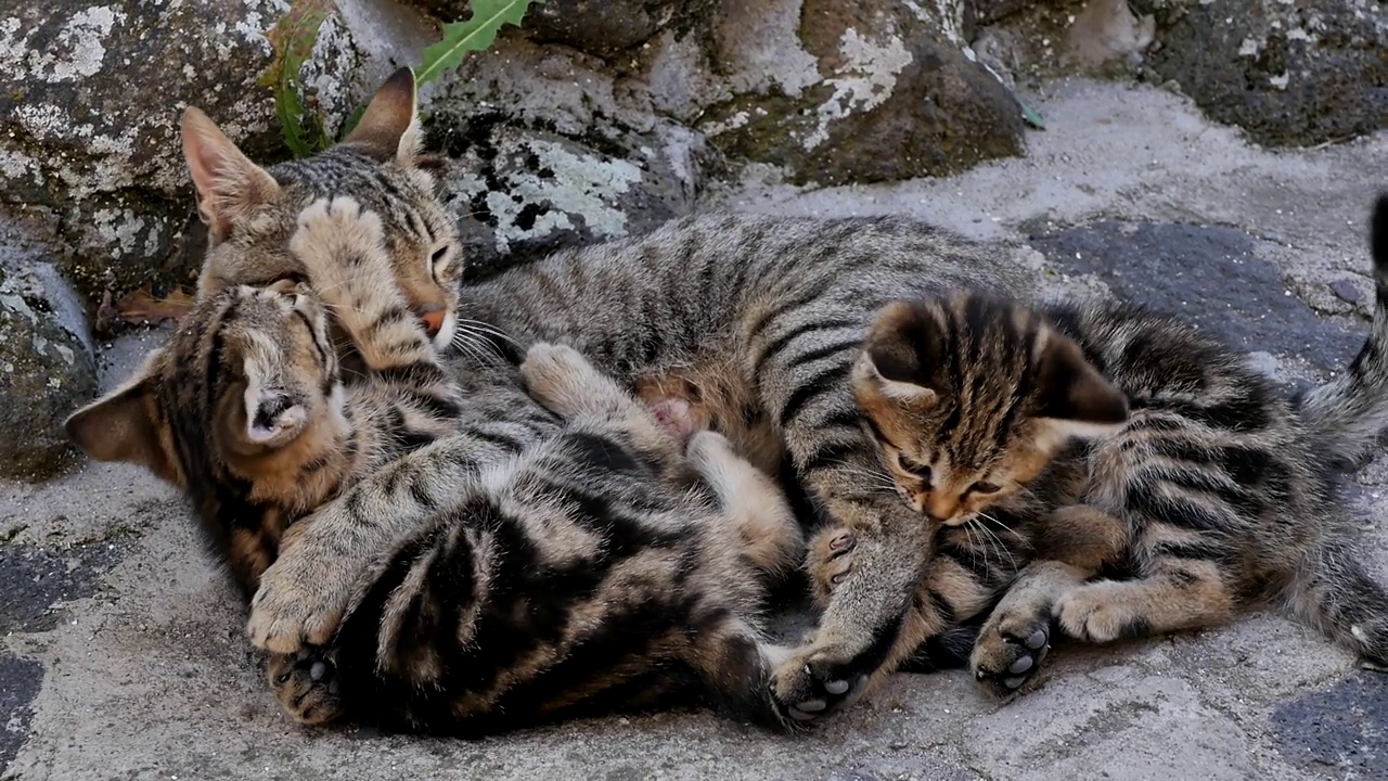 美丽可爱的孟加拉家小猫和猫妈妈在夏天躺在石头街道上嬉戏。可爱的宠物，吃饱后，在阴凉处休息。动物世界视频素材