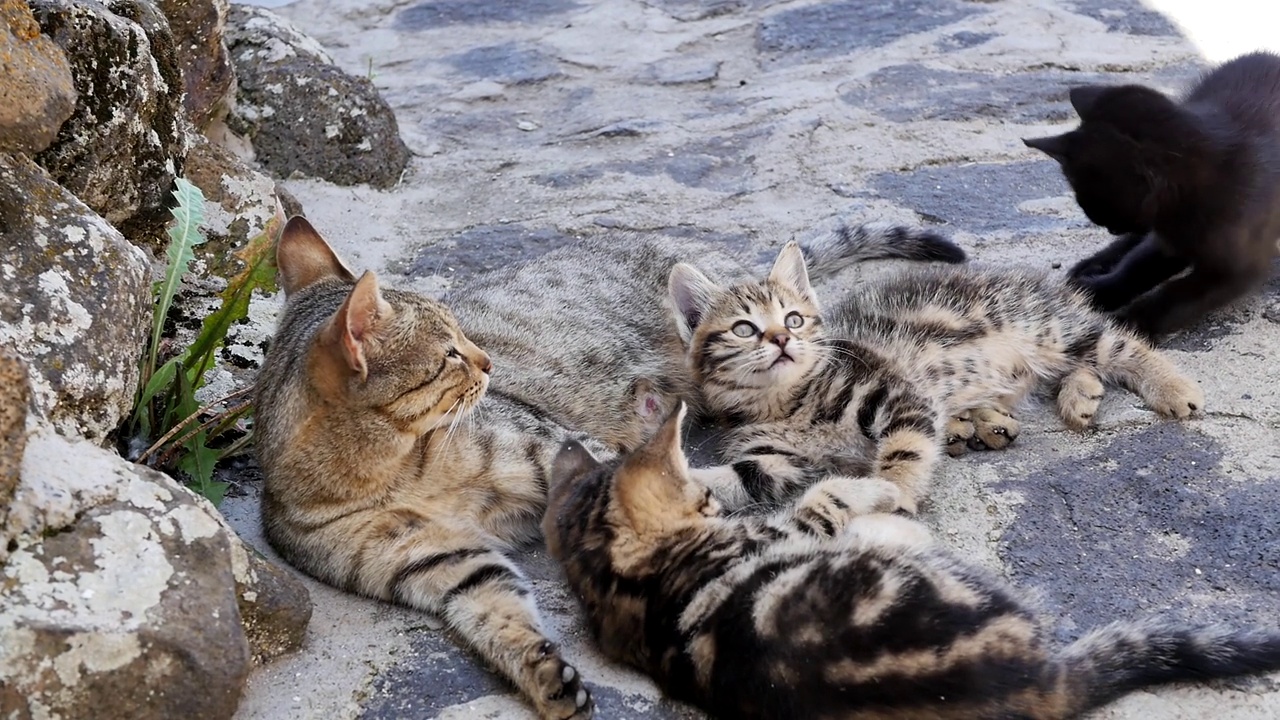 一群猫躺在石头人行道上，猫妈妈和几只孟加拉猫的小猫以及一只黑猫用爪子和猫尾巴玩耍，跳来跳去，玩得很开心。孟加拉的品种。猫粮视频素材