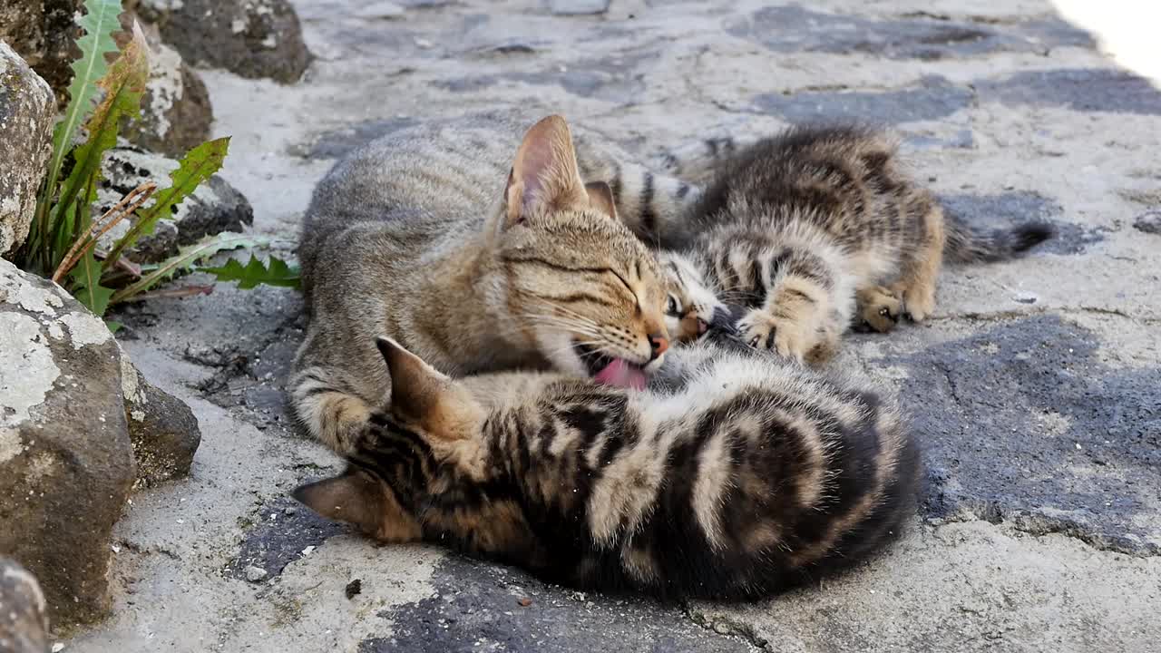 这是一只可爱的孟加拉猫和她的小猫躺在户外乡村房屋阴凉处的石头表面上的肖像。孟加拉家猫妈妈正在玩耍并舔着两只小猫。可爱的纯种宠物视频素材