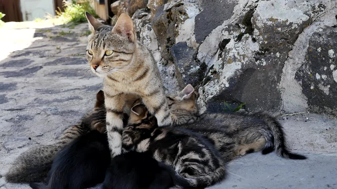 许多孟加拉小猫从哺乳期的猫身上吸吮乳汁。猫妈妈在喂小猫的过程中逃跑了。小猫惊讶的口吻。猫粮和母乳喂养视频素材