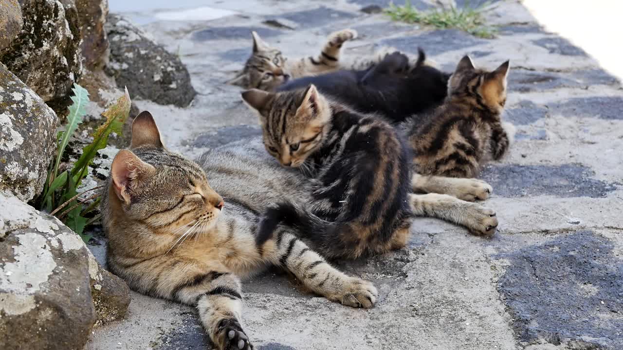 家里的孟加拉小猫和猫妈妈在室外的石屋树荫下休息，在游戏中嬉戏翻滚、撕咬和抓伤。可爱的家猫是黑色条纹的。视频素材