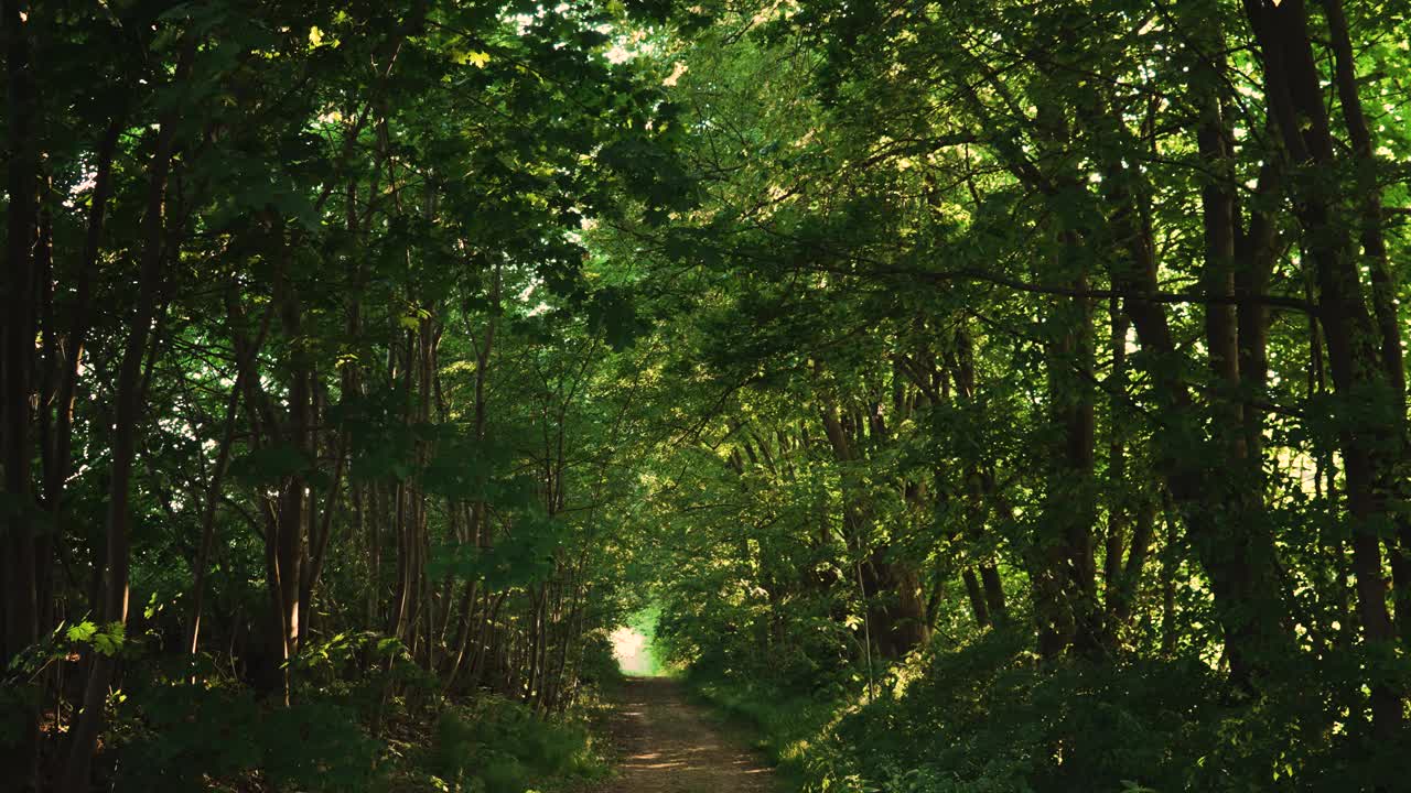 阳光透过古老的树枝，照耀在被遗弃的神秘乡村道路上视频素材