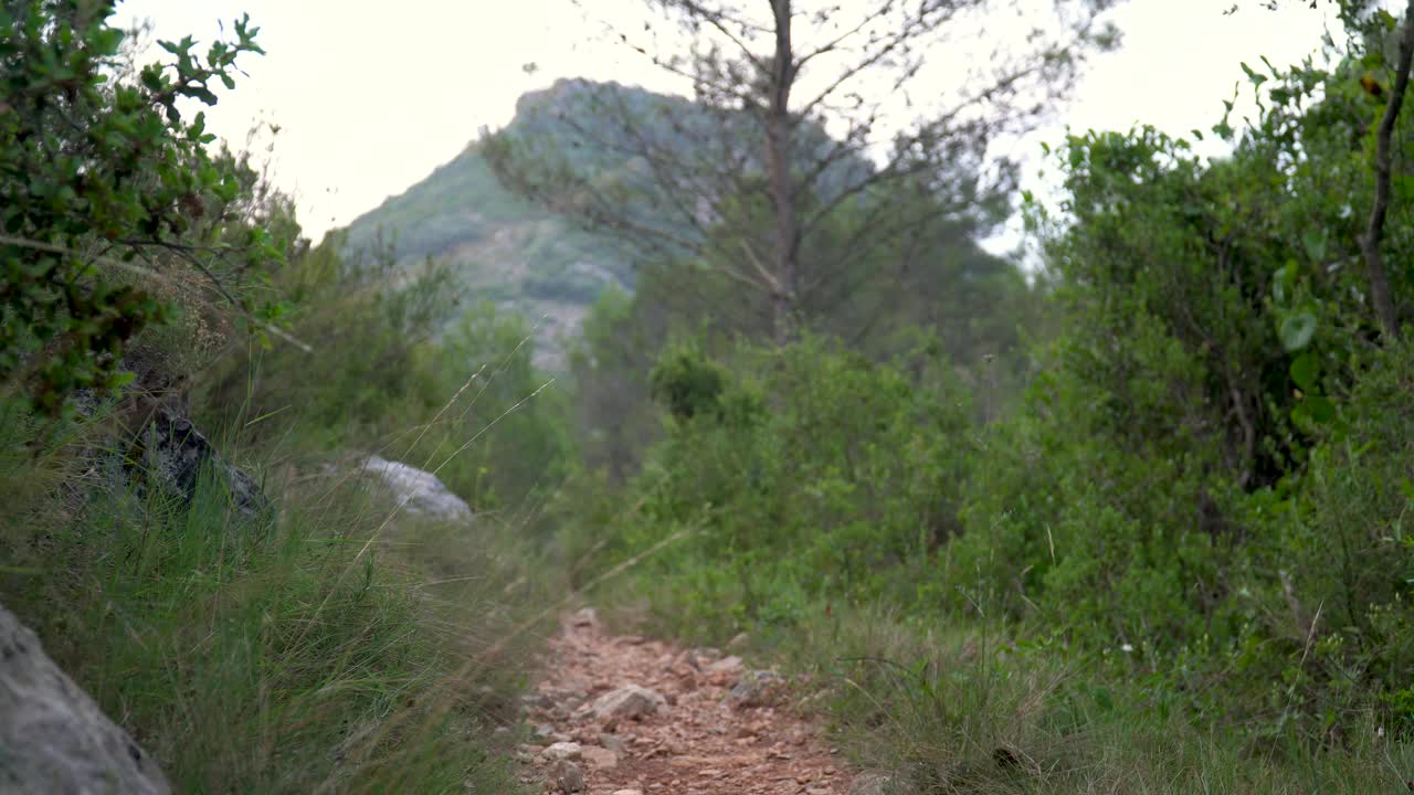 一名男子徒步旅行者从后面走向自由的大自然视频素材