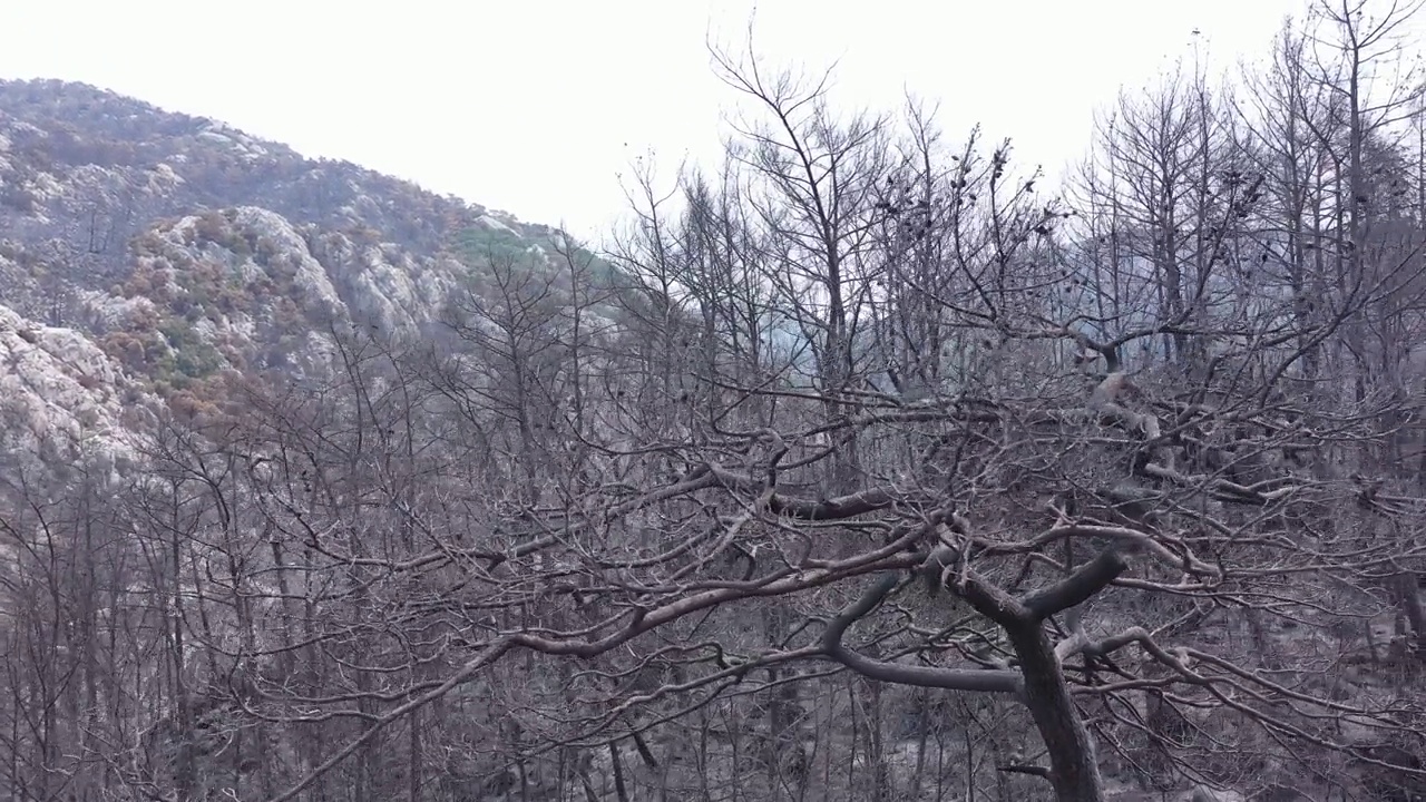 森林火灾后树木，森林火灾烧毁了所有树木的自然灾害视频素材