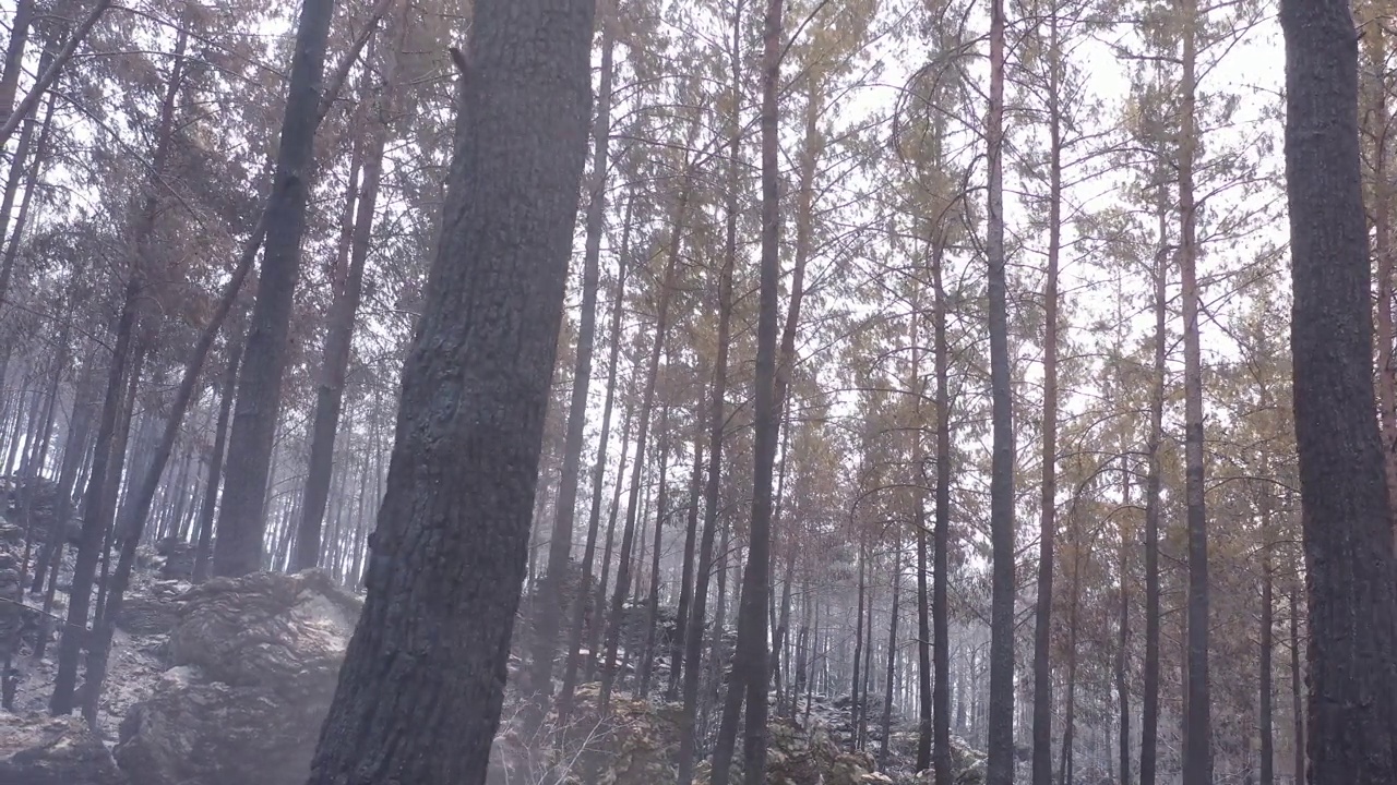 森林火灾后树木，森林火灾烧毁了所有树木的自然灾害视频素材