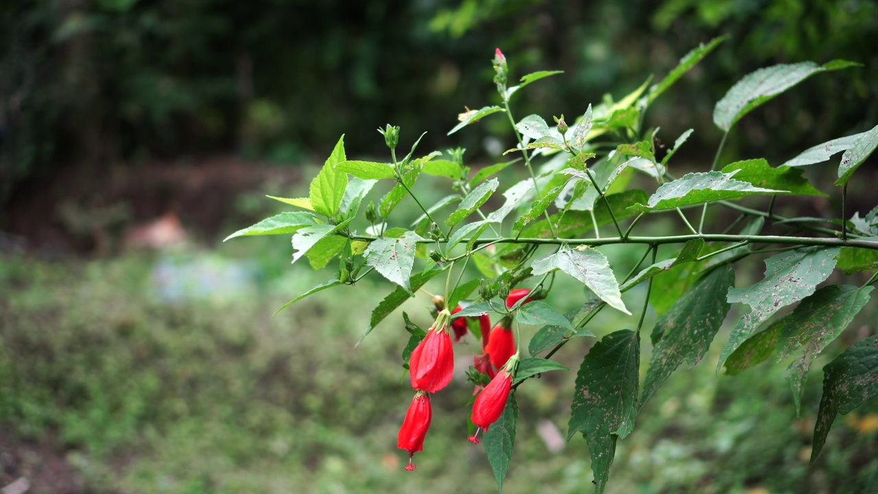 蜡锦葵花视频素材