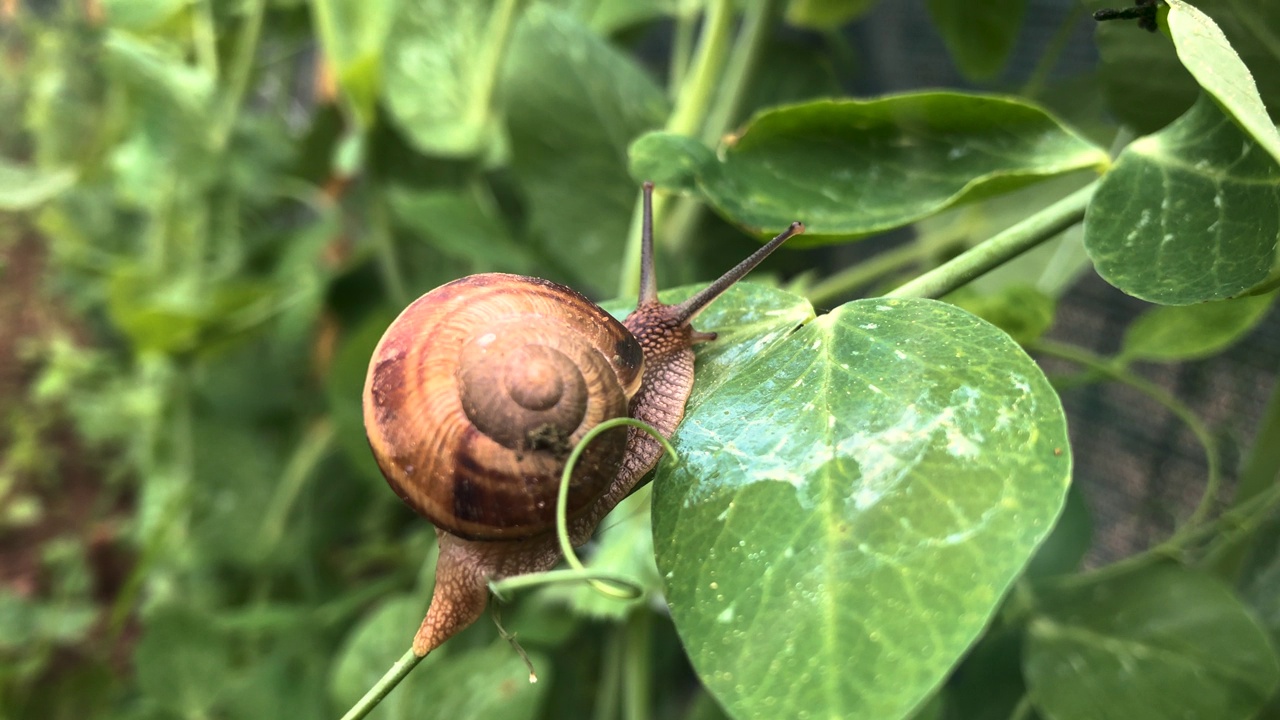 在家庭菜园的豌豆叶上发现的蜗牛视频素材