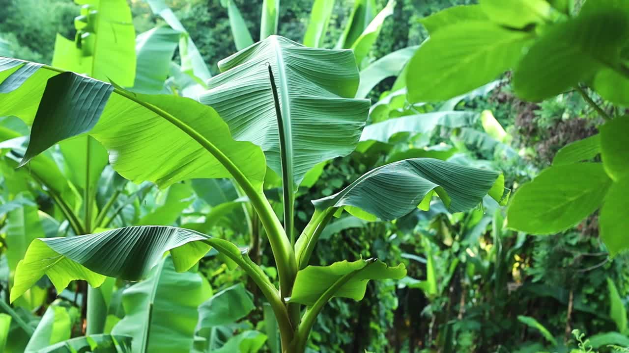 花园里或丛林里的香蕉植物视频素材