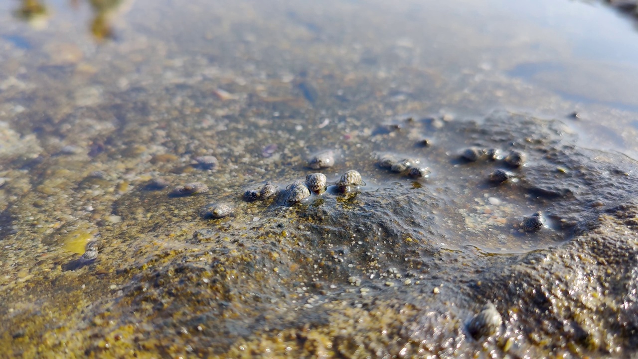 小的海洋生物和贝壳移动，海水纹理背景视频素材