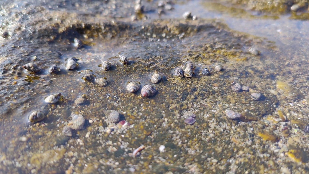 小的海洋生物和贝壳移动，海水纹理背景视频素材