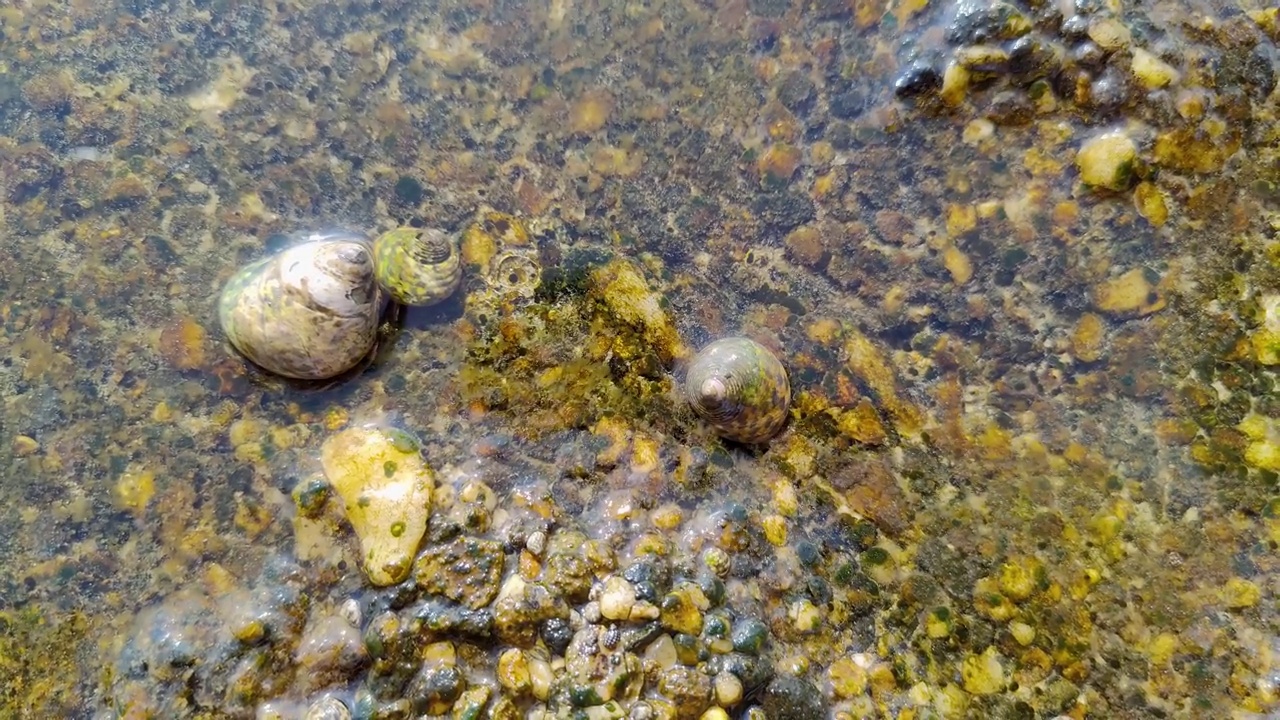 海贝在运动的海浪中撞向岸边视频素材