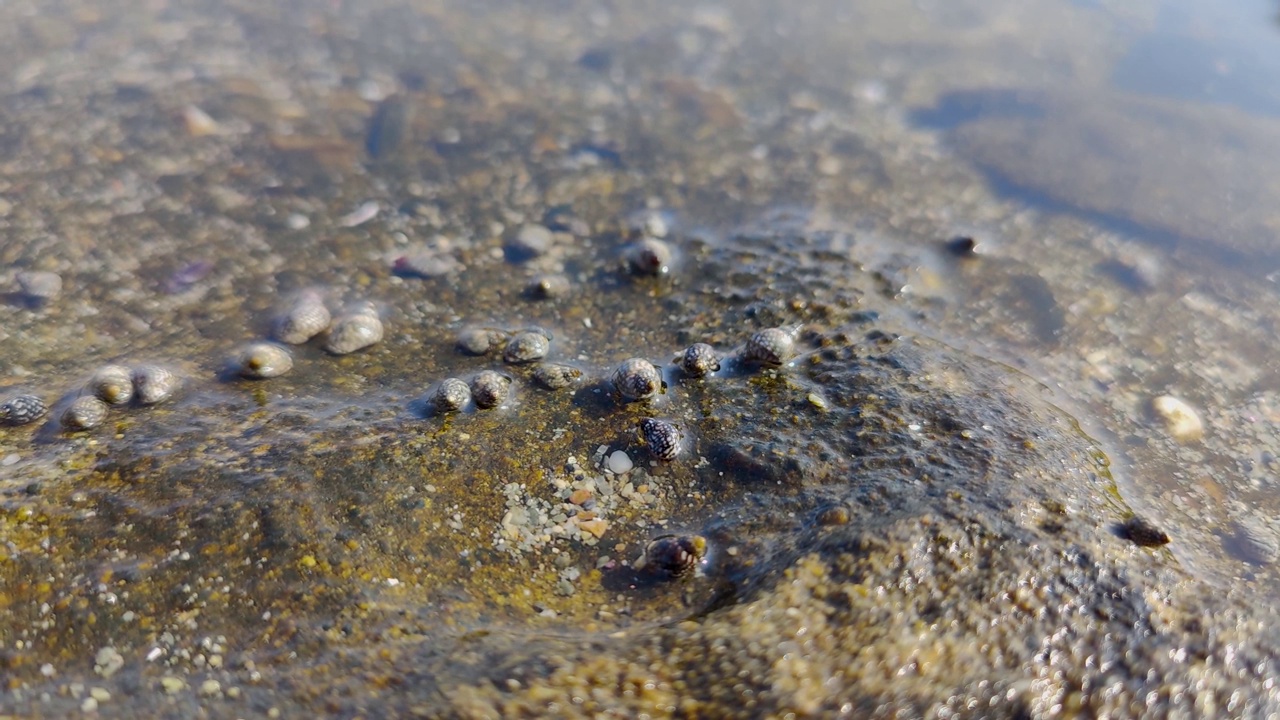 小的海洋生物和贝壳移动，海水纹理背景视频素材