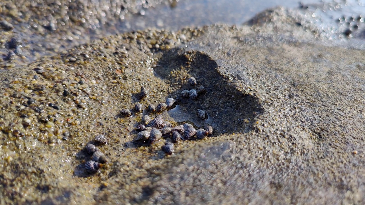 小的海洋生物和贝壳移动，海水纹理背景视频素材