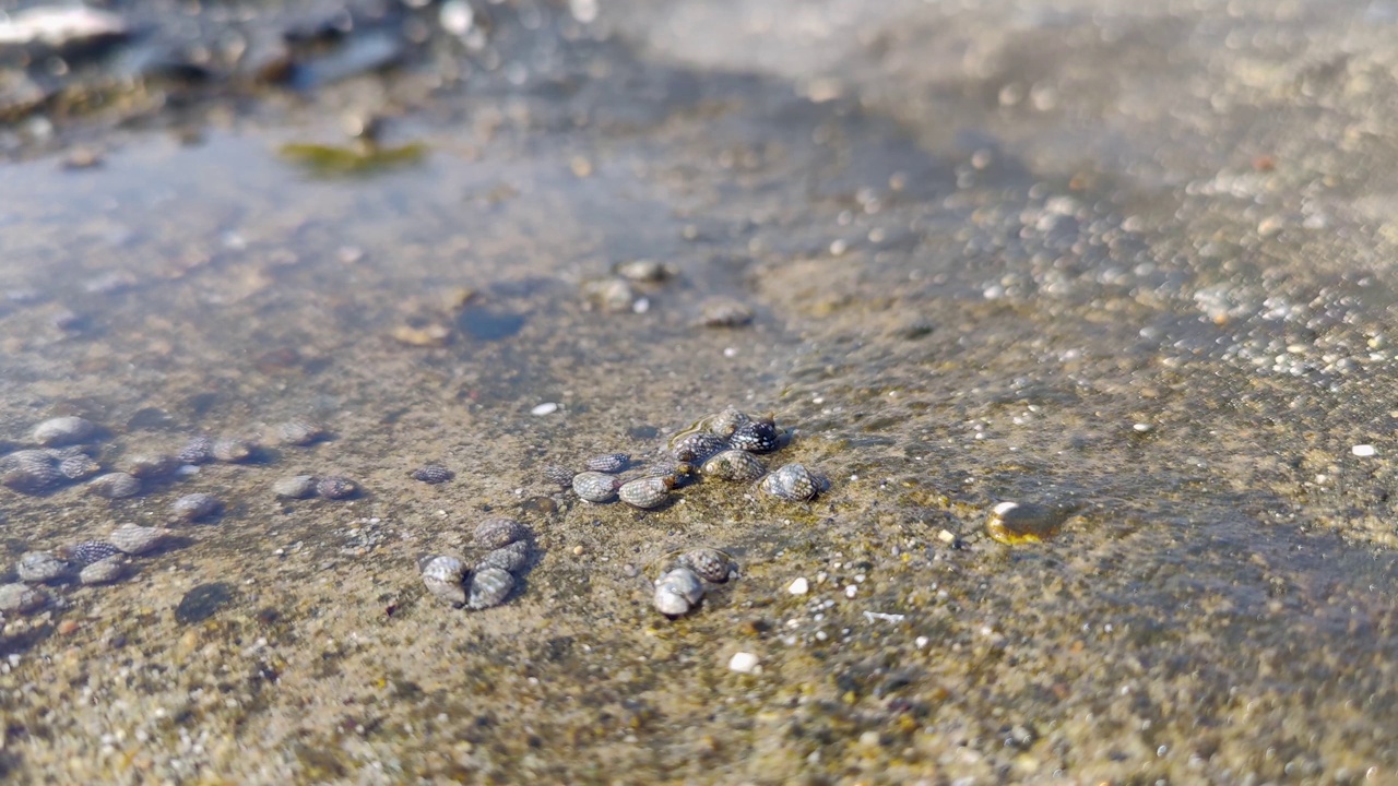 小的海洋生物和贝壳移动，海水纹理背景视频素材