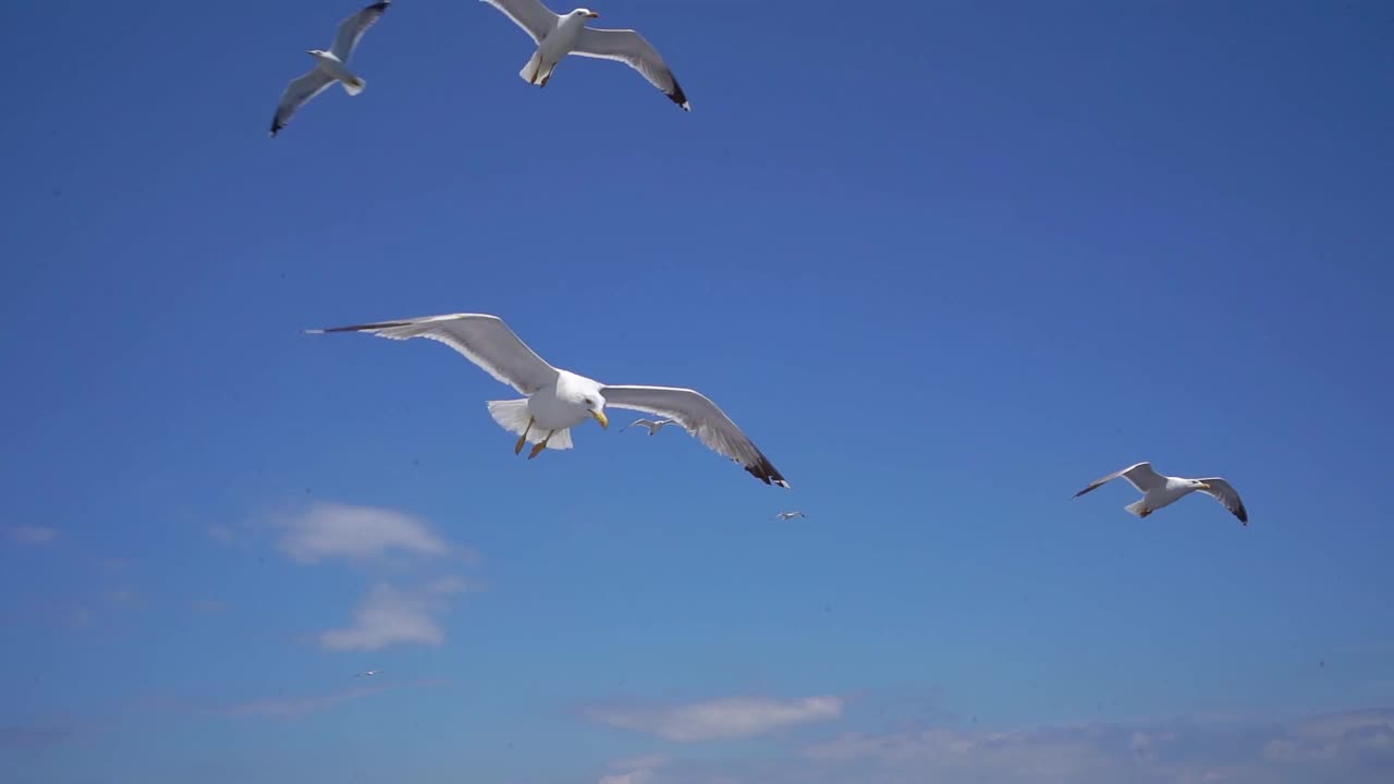 海鸥在天空飞翔视频素材