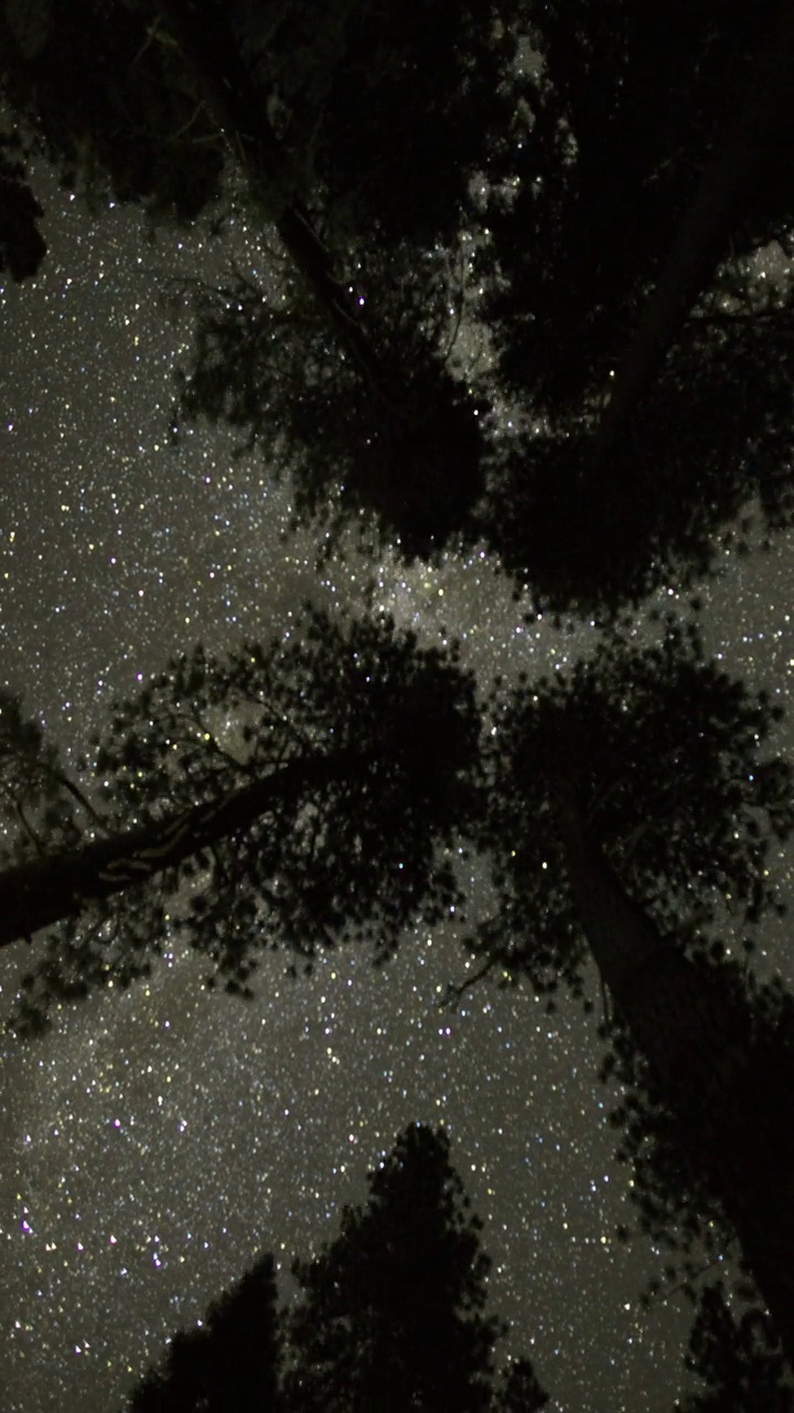 银河夜空在树梢上视频素材