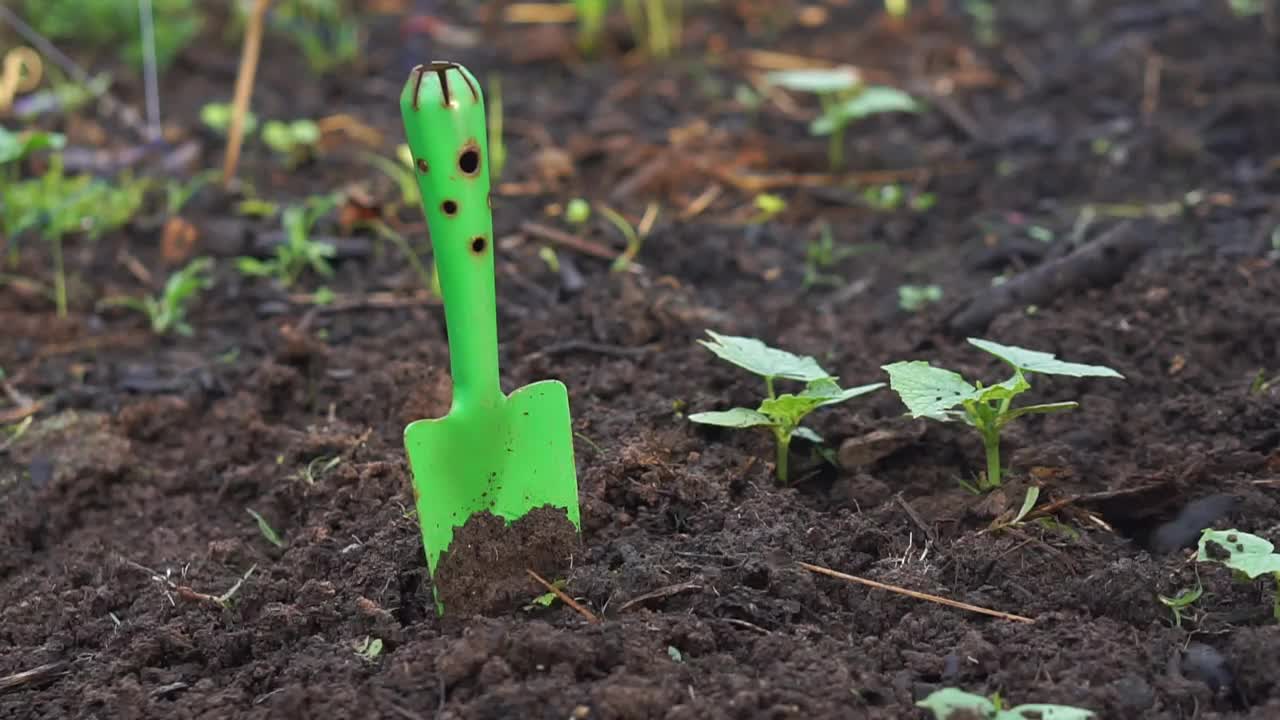 在花园里种菜的人在耕地视频素材