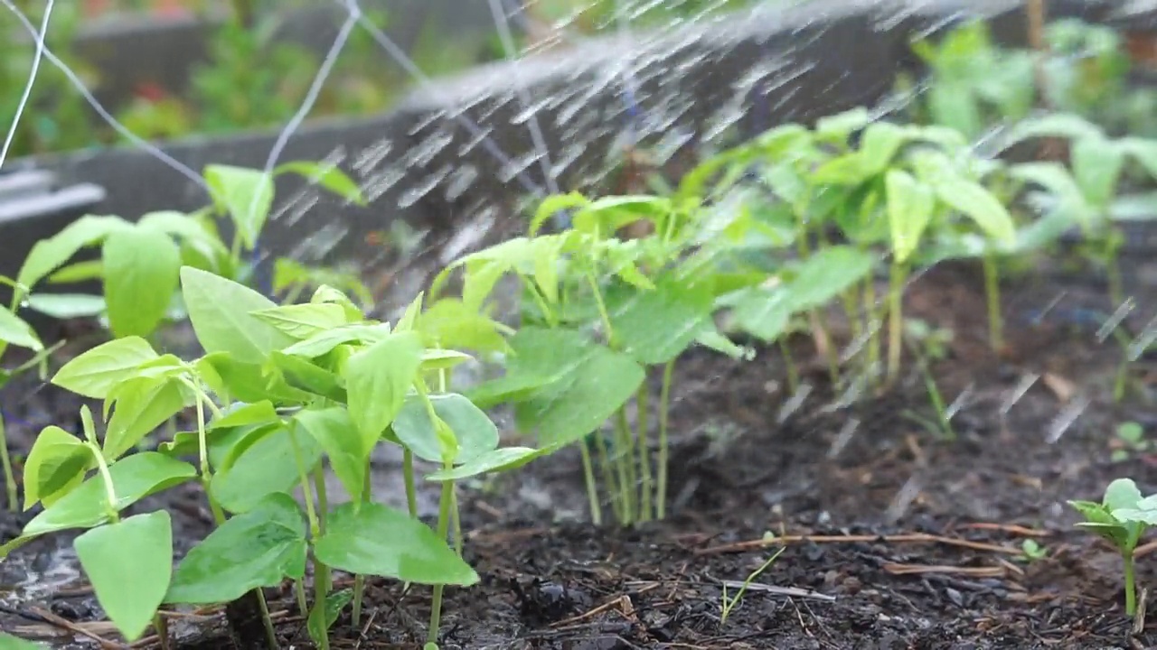 给花园里的豌豆浇水视频素材