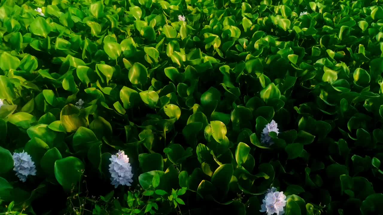 水葫芦视频素材