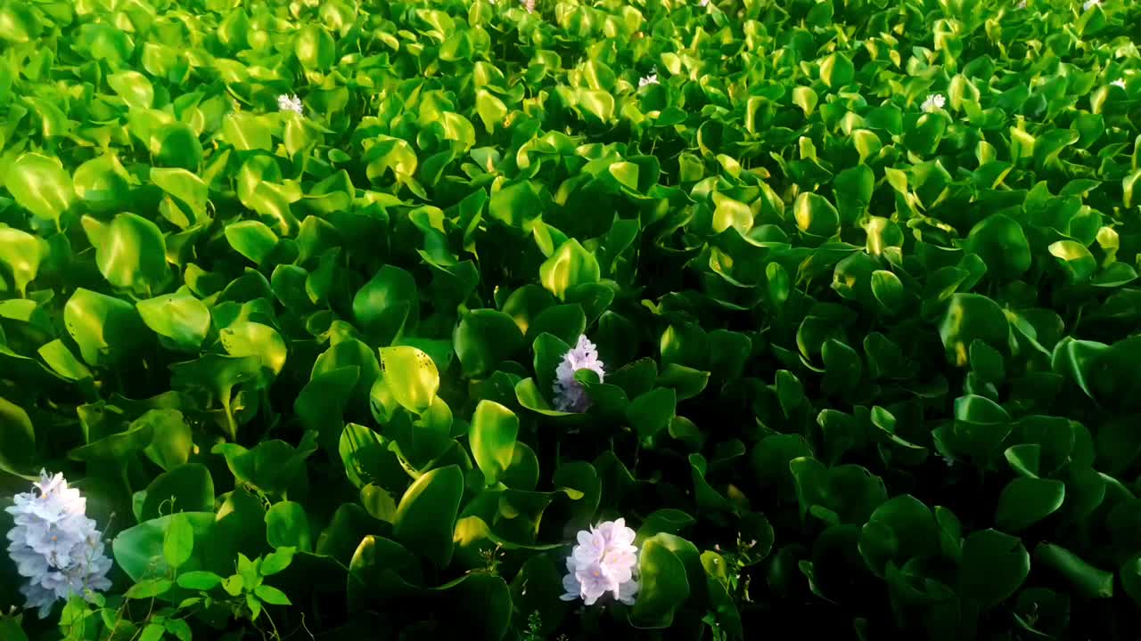 水葫芦视频素材