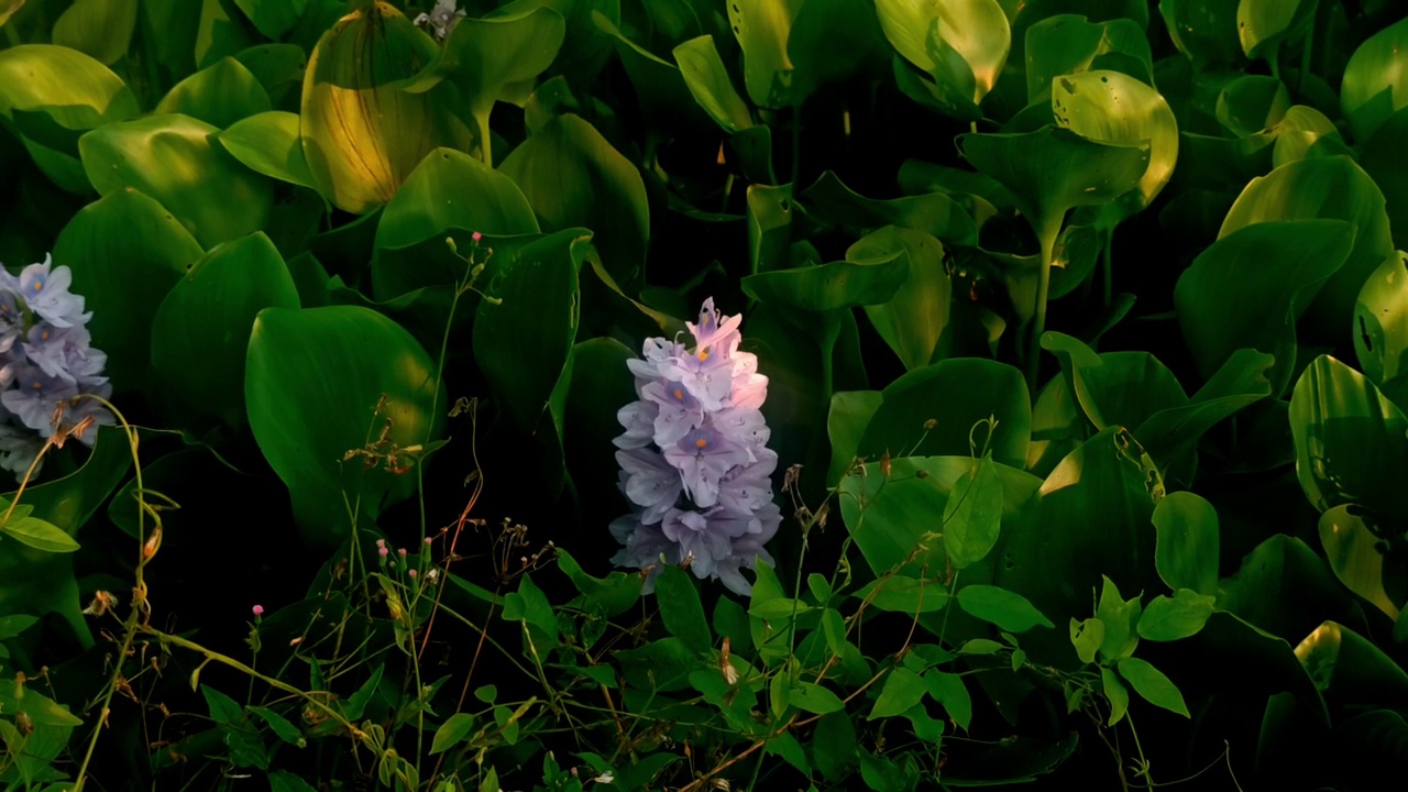 水葫芦视频素材