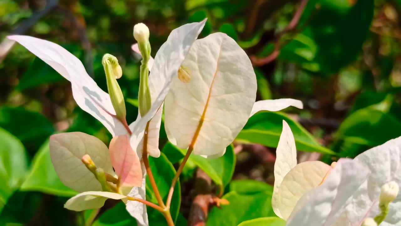 鸡蛋花花视频素材