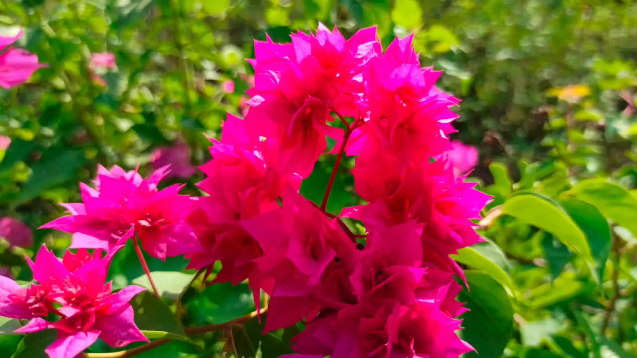 鸡蛋花花视频素材