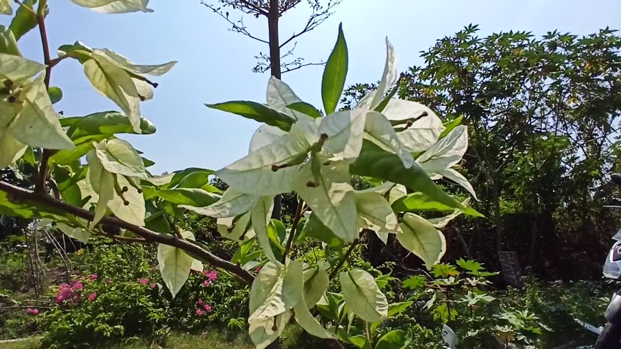 鸡蛋花花视频素材