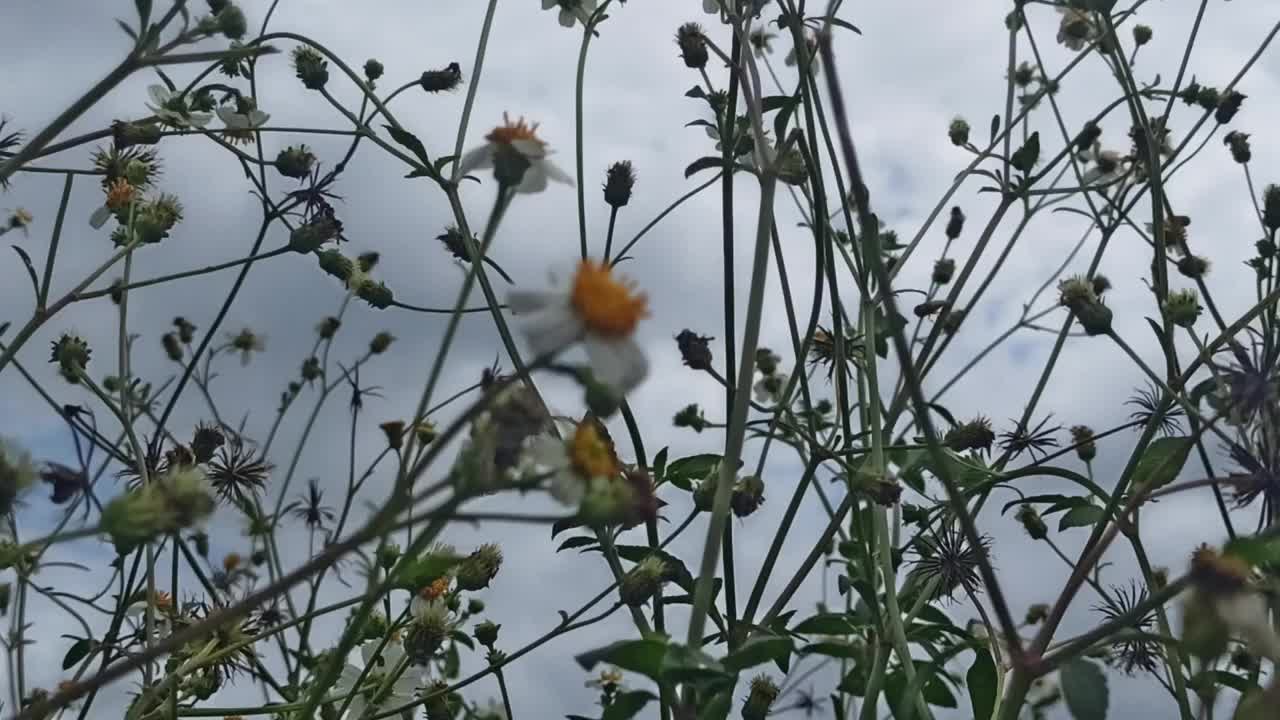 灌木中的洋甘菊视频素材