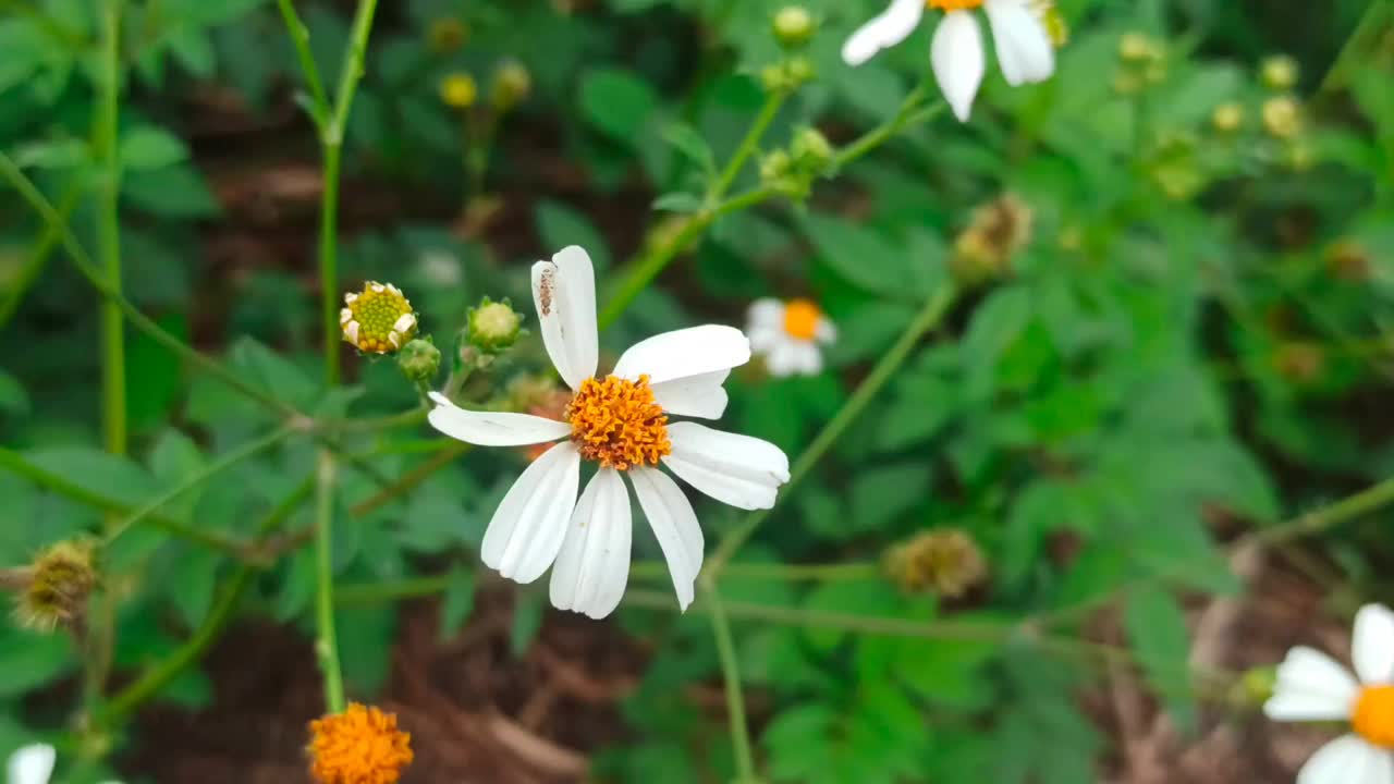 灌木中的洋甘菊视频素材