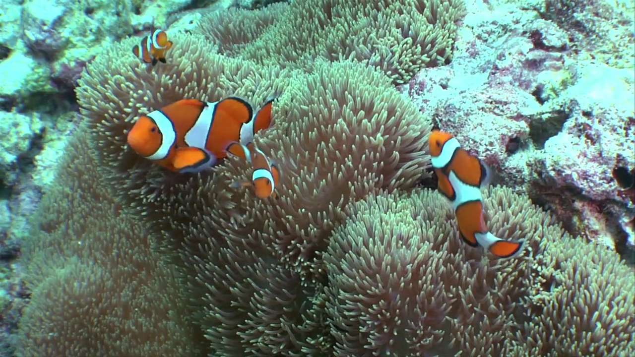 在水下游泳的海葵鱼视频素材