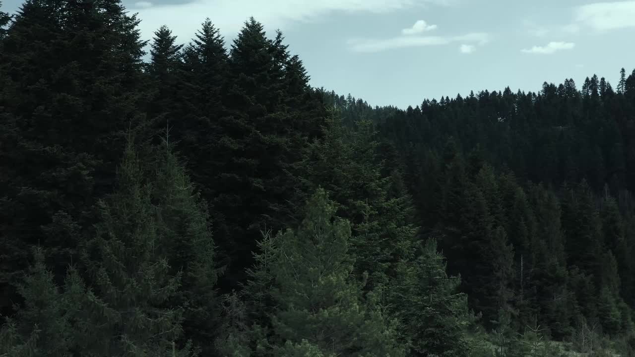 在一个阴沉的日子里，在空中飞过长满针叶林的小山。视频素材