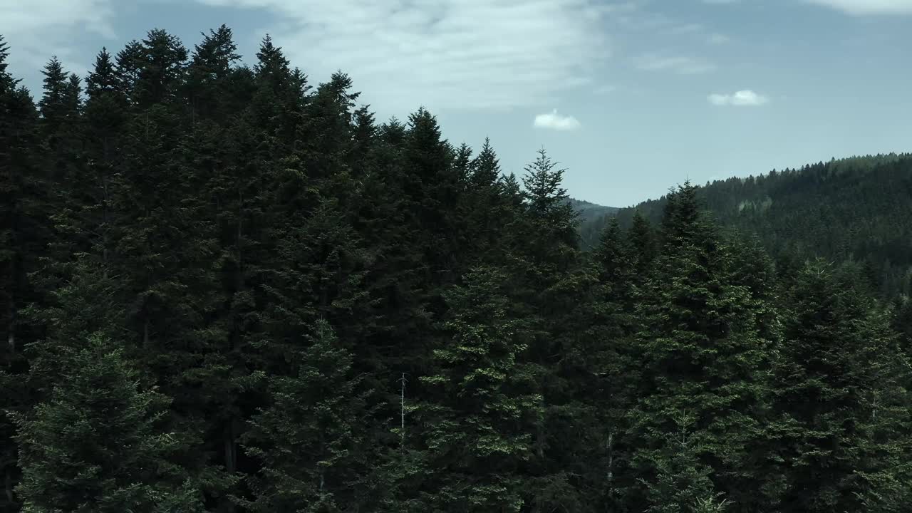 傍晚，在壮丽的松林上空飞行。视频素材